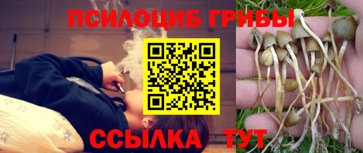 Галлюциногенные грибы GOLDEN TEACHER  Псилоцибиновые грибы мицелий  Элиста  Вход с VPN 